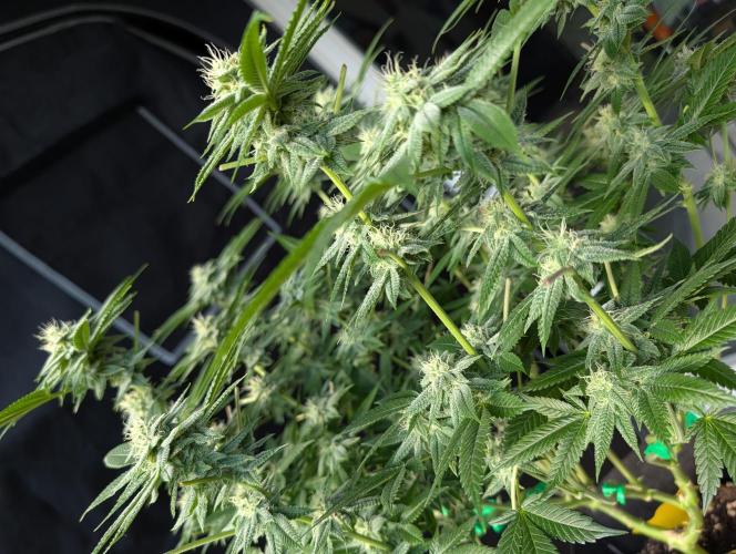 Gorilla Cookies FF X unknown. Week 9