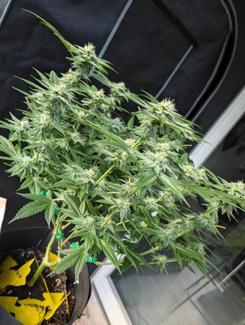 Gorilla Cookies FF X unknown. Week 9