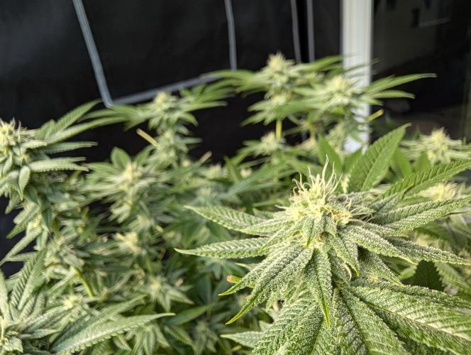 Gorilla Cookies FF X unknown. Week 9