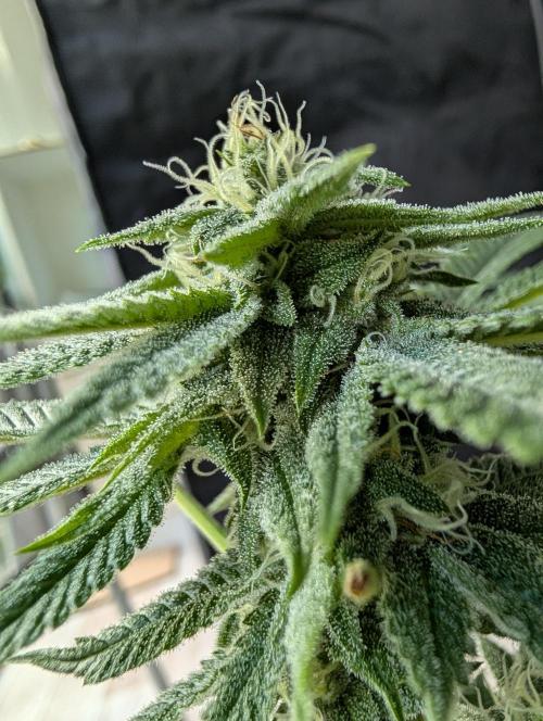 Gorilla Cookies FF X unknown. Week 9