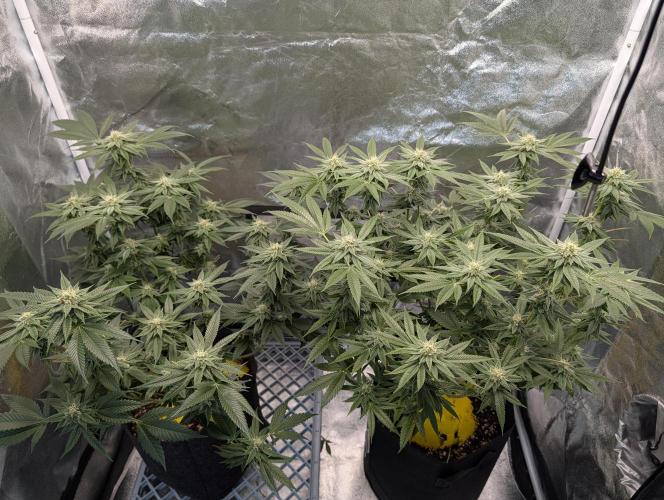 Gorilla Cookies FF X unknown. Week 10