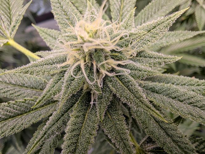 Gorilla Cookies FF X unknown. Week 10