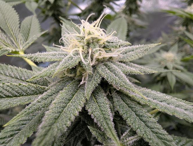 Gorilla Cookies FF X unknown. Week 10