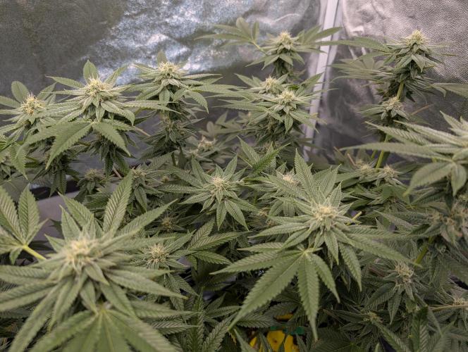 Gorilla Cookies FF X unknown. Week 10