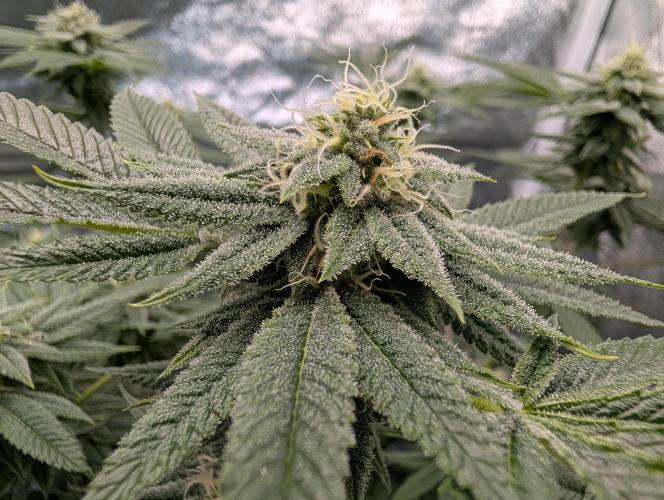 Gorilla Cookies FF X unknown. Week 10