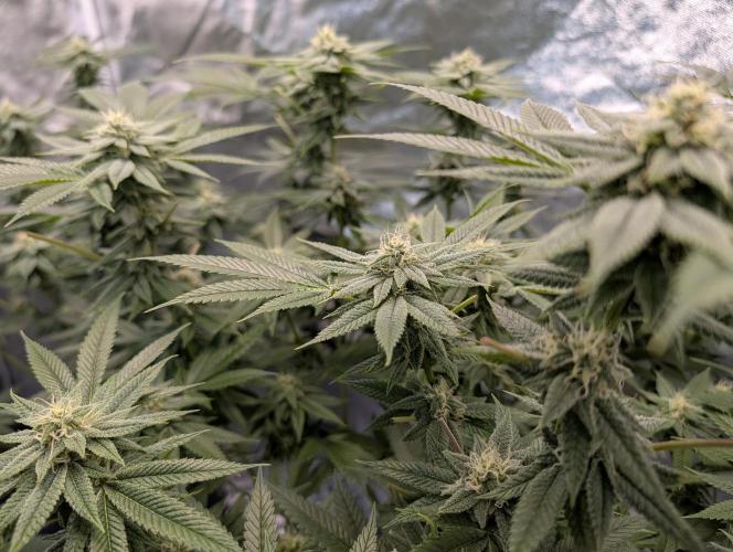Gorilla Cookies FF X unknown. Week 10