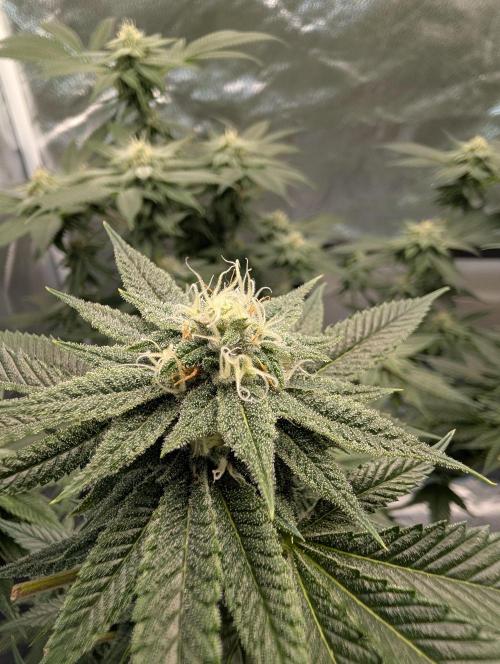 Gorilla Cookies FF X unknown. Week 10