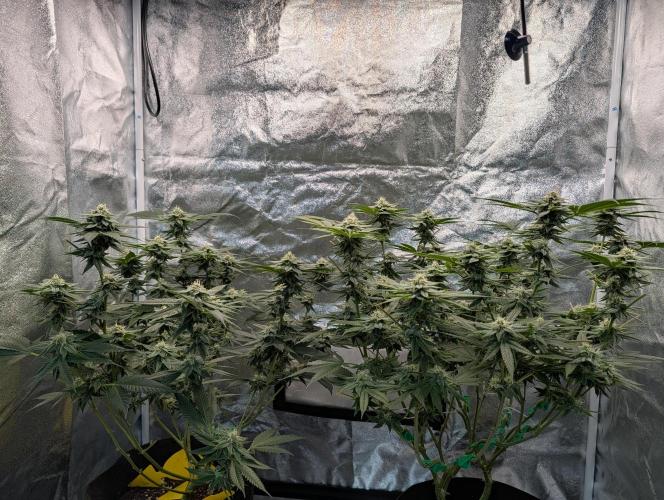 Gorilla Cookies FF X unknown. Week 10 - Day 39