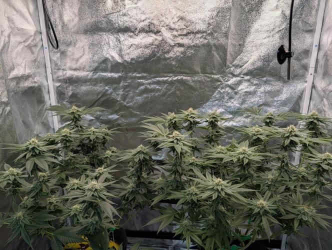Gorilla Cookies FF X unknown. Week 10 - Day 39