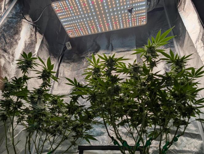 Gorilla Cookies FF X unknown. Week 10 - Day 39
