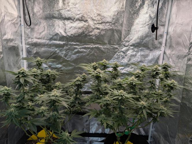 Gorilla Cookies FF X unknown. Week 10 - Day 39
