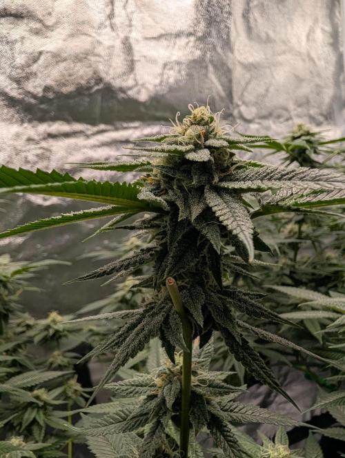 Gorilla Cookies FF X unknown. Week 10 - Day 39