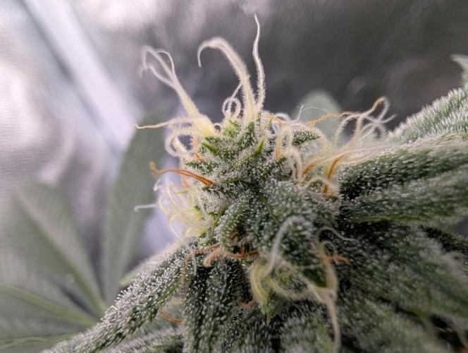 Gorilla Cookies FF X unknown. Week 10 - Day 39