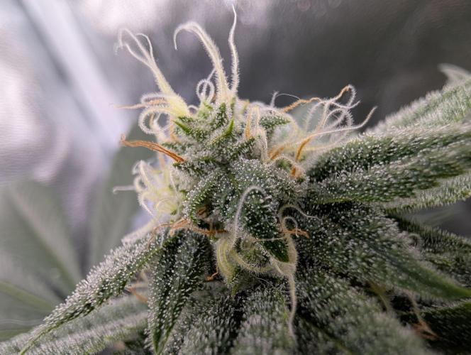 Gorilla Cookies FF X unknown. Week 10 - Day 39