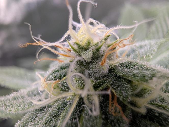 Gorilla Cookies FF X unknown. Week 10 - Day 39