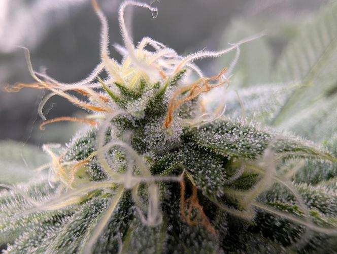 Gorilla Cookies FF X unknown. Week 10 - Day 39