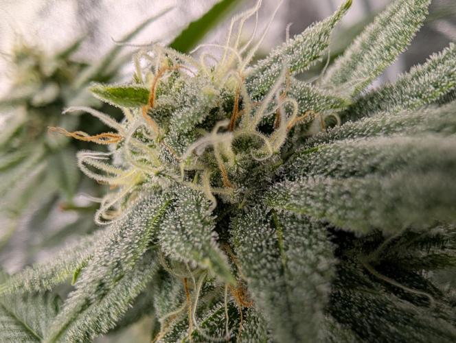 Gorilla Cookies FF X unknown. Week 10 - Day 39