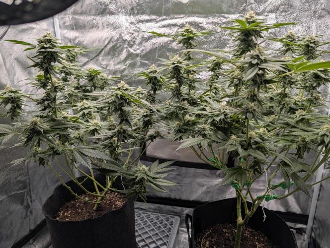 Gorilla Cookies FF X unknown. Week 10 - Day 39