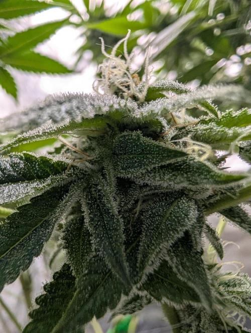 Gorilla Cookies FF X unknown. Week 10 - Day 39 lowest bud