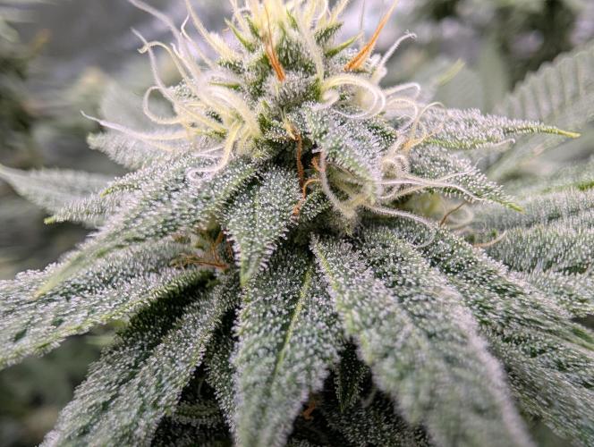 Gorilla Cookies FF X unknown. Week 10 - Day 39