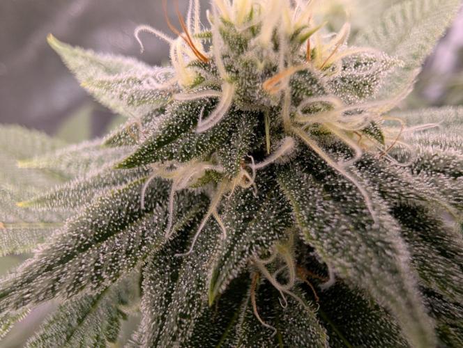 Gorilla Cookies FF X unknown. Week 10 - Day 39