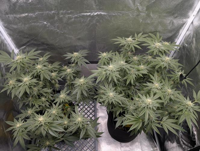 Gorilla Cookies FF X unknown. Week 10 - Day 40