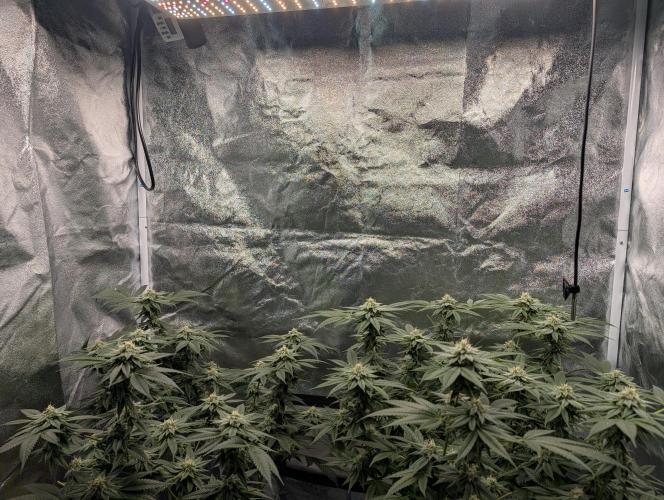 Gorilla Cookies FF X unknown. Week 10 - Day 40