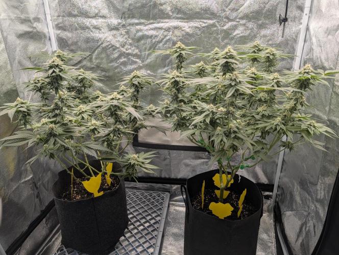 Gorilla Cookies FF X unknown. Week 10 - Day 40