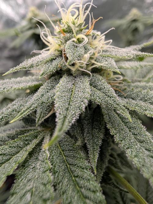 Gorilla Cookies FF X unknown. Week 10 - Day 40