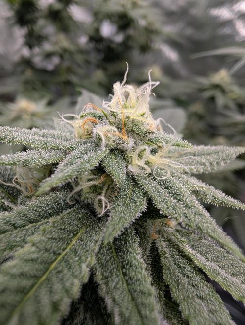 Gorilla Cookies FF X unknown. Week 10 - Day 40