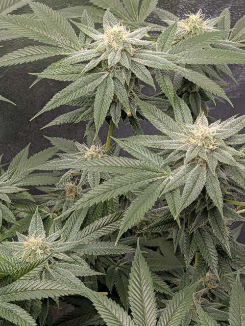 Gorilla Cookies FF X unknown. Week 10 - Day 40