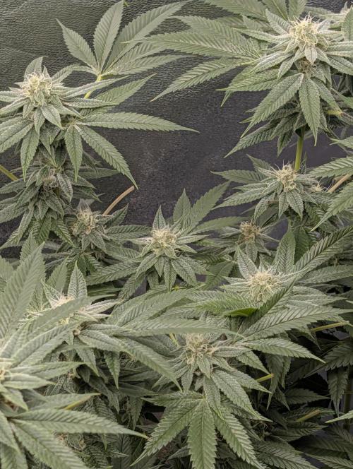 Gorilla Cookies FF X unknown. Week 10 - Day 40