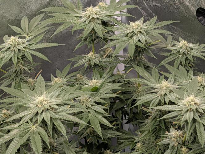 Gorilla Cookies FF X unknown. Week 10 - Day 40