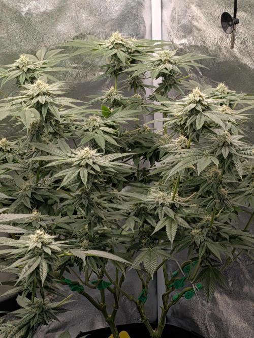 Gorilla Cookies FF X unknown. Week 10 - Day 40 