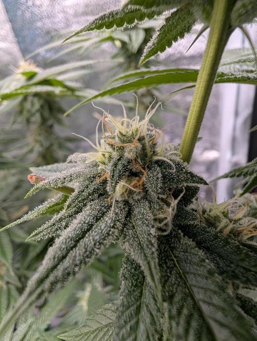 Gorilla Cookies FF X unknown. Week 10 - Day 40 lower buds