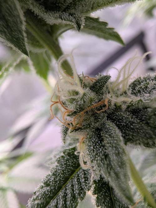 Gorilla Cookies FF X unknown. Week 10 - Day 40 lower buds