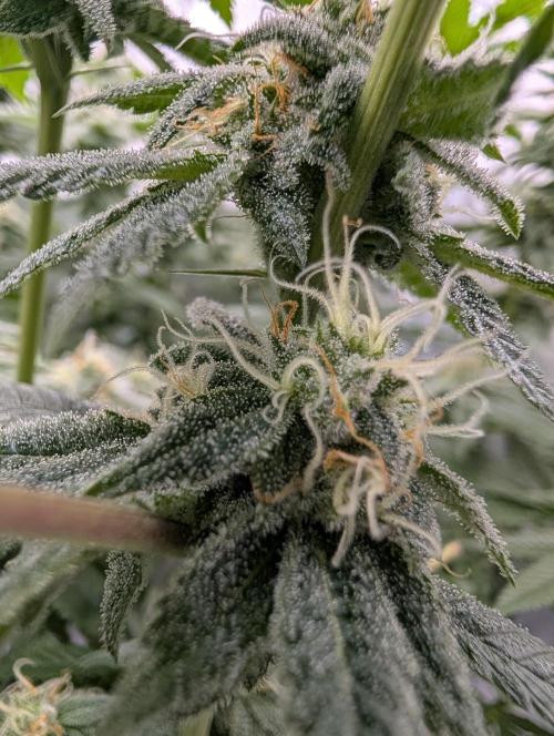 Gorilla Cookies FF X unknown. Week 10 - Day 40 lower buds