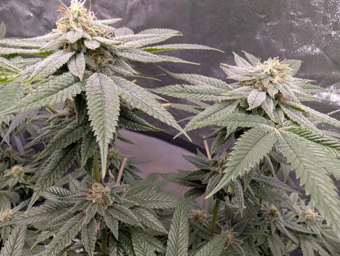 Gorilla Cookies FF X unknown. Week 11 - Day 43