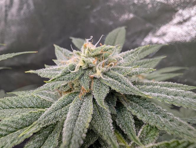 Gorilla Cookies FF X unknown. Week 11 - Day 43