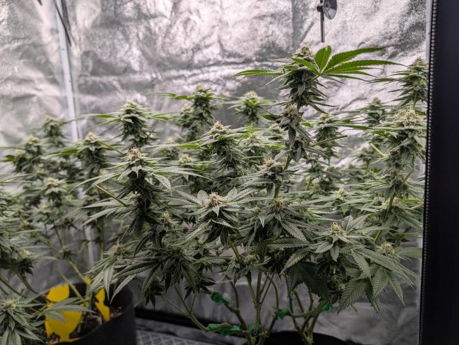 Gorilla Cookies FF X unknown. Week 11 - Day 43