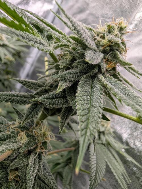 Gorilla Cookies FF X unknown. Week 11 - Day 43