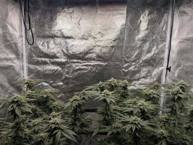 Gorilla Cookies FF X unknown. Week 11 - Day 43