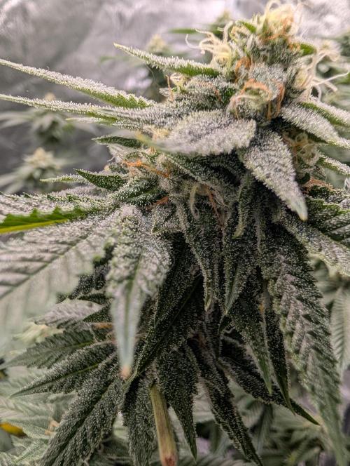 Gorilla Cookies FF X unknown. Week 11 - Day 43