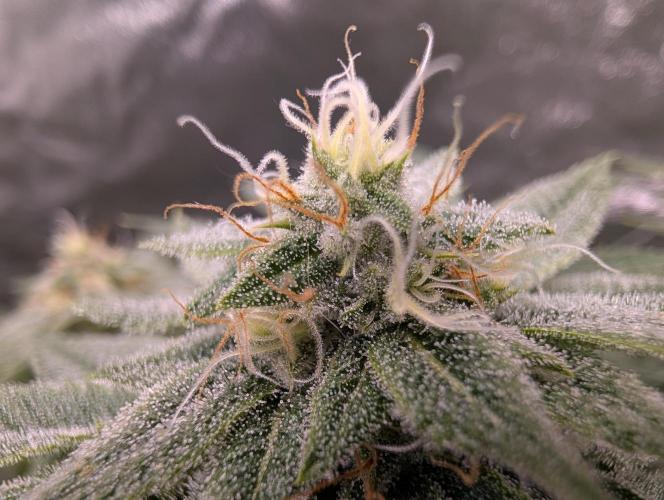 Gorilla Cookies FF X unknown. Week 11 - Day 43