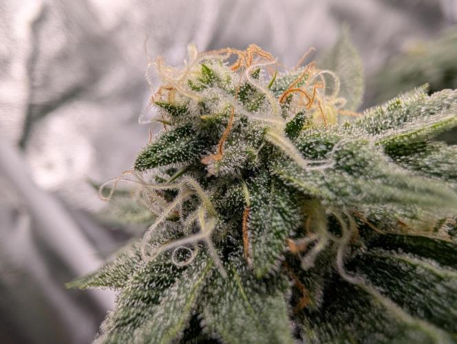 Gorilla Cookies FF X unknown. Week 11 - Day 43