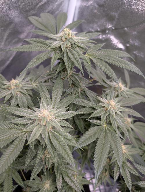 Gorilla Cookies FF X unknown. Week 11 - Day 43