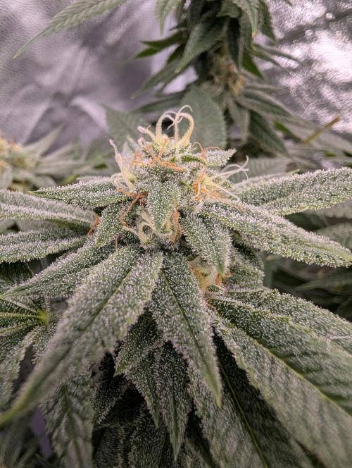 Gorilla Cookies FF X unknown. Week 11 - Day 43