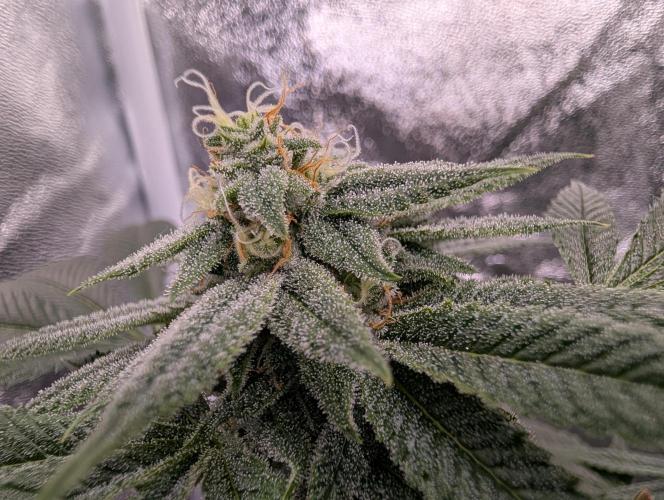 Gorilla Cookies FF X unknown. Week 11 - Day 43