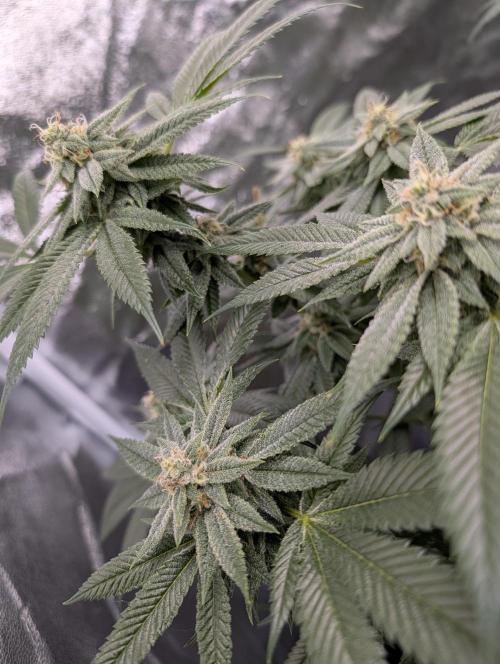 Gorilla Cookies FF X unknown. Week 11 - Day 43