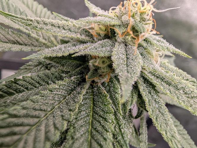 Gorilla Cookies FF X unknown. Week 11 - Day 43
